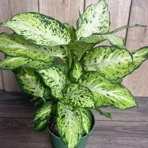 Dieffenbachia Amy Live Plant – Dumb Cane Houseplant – 6 inch Pot – Easy Care - Image 3