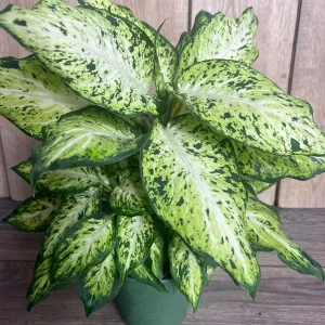 Dieffenbachia Amy Live Plant – Dumb Cane Houseplant – 6 inch Pot – Easy Care - Image 4
