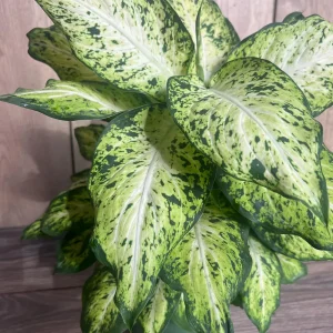 Dieffenbachia Amy Live Plant – Dumb Cane Houseplant – 6 inch Pot – Easy Care - Image 7