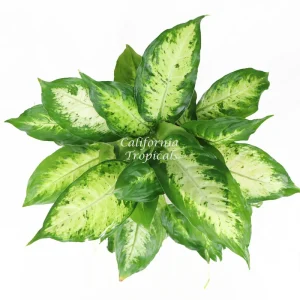Dieffenbachia Compacta Live Plant – 6 inch Potted – Indoor Tropical Foliage - Image 2