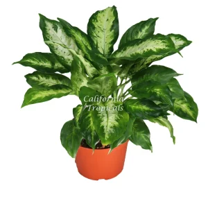 Dieffenbachia Compacta Live Plant – 6 inch Potted – Indoor Tropical Foliage - Image 1