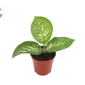 Dieffenbachia Compacta Tropical Snow Live Plant – 4 inch Pot – Indoor Foliage - Image 1