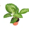 Dieffenbachia Compacta Tropical Snow Live Plant – 8-inch Potted Houseplant - Image 1