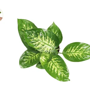 Dieffenbachia Compacta Tropical Snow Live Plant – 8-inch Potted Houseplant - Image 2