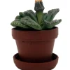 Dinosaur Foot Living Stone Plant - Titanopsis calcareum Succulent - 1 inch Pot - Image 1