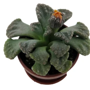 Dinosaur Foot Living Stone Plant - Titanopsis calcareum Succulent - 1 inch Pot - Image 2