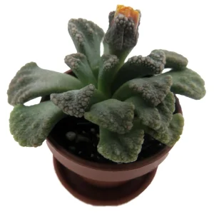 Dinosaur Foot Living Stone Plant - Titanopsis calcareum Succulent - 1 inch Pot - Image 4