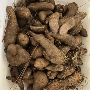 Dioscorea Alata Aerial Tubers - Edible Yam for Planting - Grow Your Own - Image 2