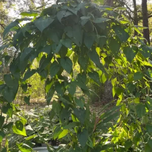 Dioscorea Alata Aerial Tubers - Edible Yam for Planting - Grow Your Own - Image 3