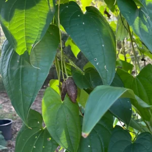 Dioscorea Alata Aerial Tubers - Edible Yam for Planting - Grow Your Own - Image 1