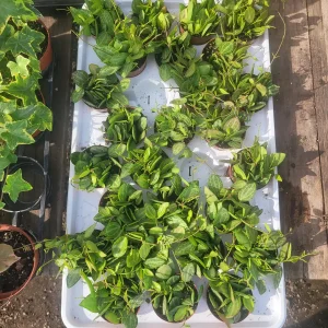 Dischidia Ovata Watermelon Live Plant - 3.5in Nursery Pot, Indoor Trailing Vine - Image 4