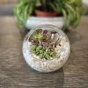 DIY Succulent Arrangement Kit with 3 Live Plants & Glass Bowl - Indoor Terrarium Decor - Image 1