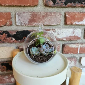 DIY Succulent Arrangement Kit with 3 Live Plants & Glass Bowl - Indoor Terrarium Decor - Image 2