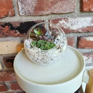 DIY Succulent Arrangement Kit with 3 Live Plants & Glass Bowl - Indoor Terrarium Decor - Image 3