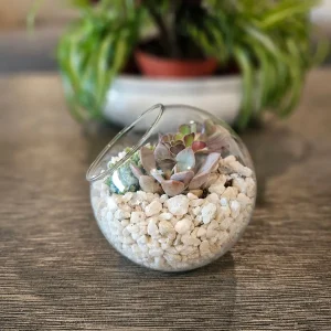 DIY Succulent Arrangement Kit with 3 Live Plants & Glass Bowl - Indoor Terrarium Decor - Image 5