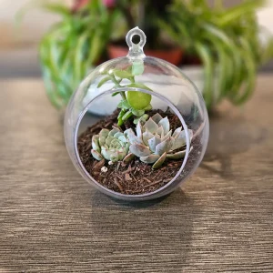 DIY Succulent Arrangement Kit with 3 Live Plants & Glass Bowl - Indoor Terrarium Decor - Image 7