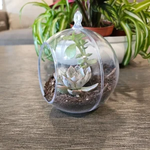 DIY Succulent Arrangement Kit with 3 Live Plants & Glass Bowl - Indoor Terrarium Decor - Image 8