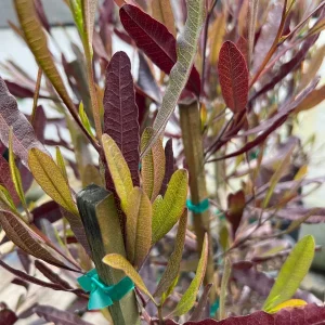 Dodonaea viscosa Purpurea Hop Bush Live Plant – 2ft Tall – 1 Gallon Pot – Outdoor Shrub - Image 2