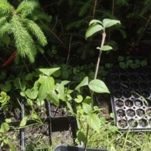 Dogwood Tree Live Plant - 1 ft Tall - Deciduous Outdoor Flowering Tree - Image 2