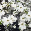 Dogwood Tree – Live Plant – 2 Ft Tall – Outdoor – White Flowers - Image 1
