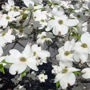 Dogwood Tree White Flowering Live Plant - up to 2 ft Tall - Outdoor - Image 1
