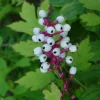 Doll's Eyes Bare Root Plant - White Baneberry Perennial Herb - Image 1