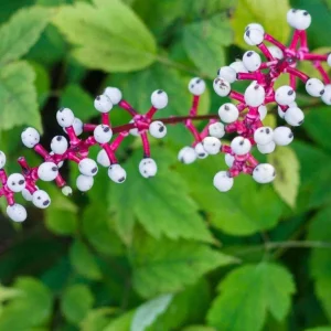 Doll's Eyes Bare Root Plant - White Baneberry Perennial Herb - Image 2