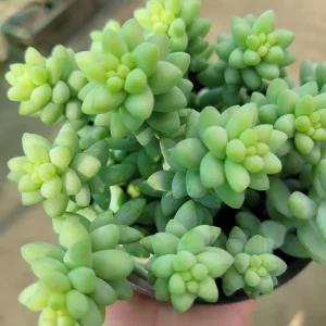 Donkey Tail | Trailing sedum | 2in pot | 4in pot - Image 2