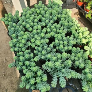 Donkey Tail | Trailing sedum | 2in pot | 4in pot - Image 1