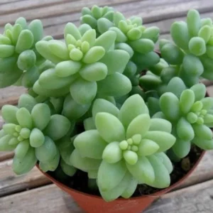 Donkey Tail Succulent Live Plant – Sedum morganianum – 4