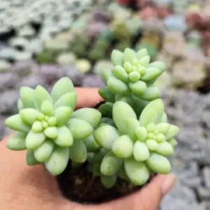 Donkey Tail Succulent Live Plant – Sedum morganianum – 4