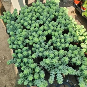 Donkey Tail Succulent Live Plant – Sedum morganianum – 4