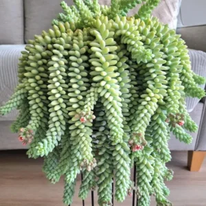 Donkey Tail Succulent Live Plant – Sedum morganianum – 4" Pot – Trailing Houseplant - Image 1