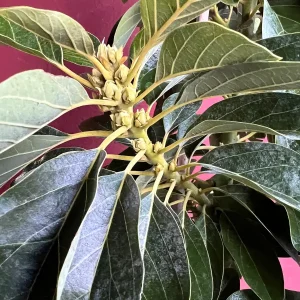 Donnie Avocado Tree - Grafted Live Fruit Plant in 3 Gallon Pot, Outdoor - Image 2