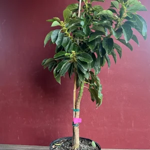 Donnie Avocado Tree - Grafted Live Fruit Plant in 3 Gallon Pot, Outdoor - Image 3