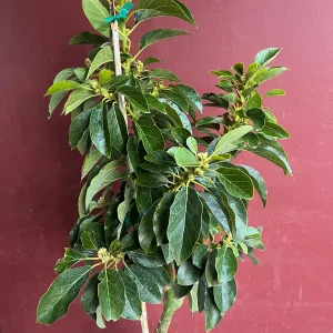 Donnie Avocado Tree - Grafted Live Fruit Plant in 3 Gallon Pot, Outdoor - Image 4