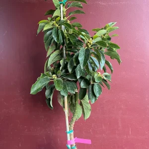 Donnie Avocado Tree - Grafted Live Fruit Plant in 3 Gallon Pot, Outdoor - Image 7