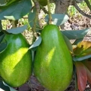 Donnie Avocado Tree Live Plant - Grafted in 6 inch Pot - Fruit Tree - Image 1