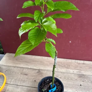 Donnie Avocado Tree Live Plant - Grafted in 6 inch Pot - Fruit Tree - Image 4