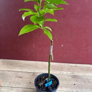 Donnie Avocado Tree Live Plant - Grafted in 6 inch Pot - Fruit Tree - Image 5