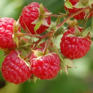 Dorman Red Raspberry Live Plant Plugs - Heat Tolerant Everbearing - Image 2