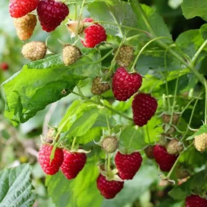 Dorman Red Raspberry Live Plant Plugs - Heat Tolerant Everbearing - Image 7