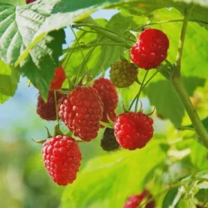 Dorman Red Raspberry Plant - 1 Live Bare Root Everbearing Starter - Image 1
