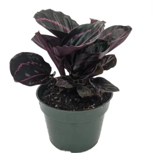 Dottie Rose Painted Prayer Plant - Calathea roseopicta 'Dottie' - Live Plant - 4 inch Pot - Image 2