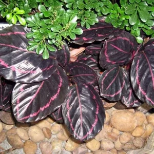Dottie Rose Painted Prayer Plant - Calathea roseopicta 'Dottie' - Live Plant - 4 inch Pot - Image 3
