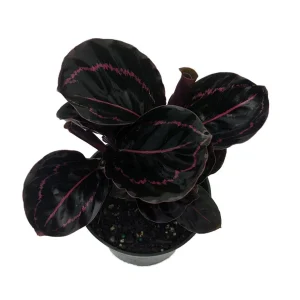 Dottie Rose Painted Prayer Plant - Calathea roseopicta 'Dottie' - Live Plant - 4 inch Pot - Image 1