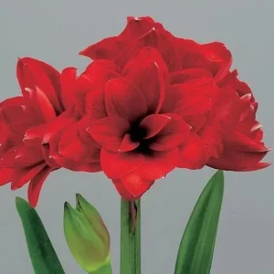 Double King Amaryllis Growing Kit - Red Ceramic Pot, Large Bulb, 20-24