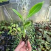 Double Mahoi Banana Plant - Edible Dwarf Cavendish Live Plant - Tropical Fruit Tree - Image 1