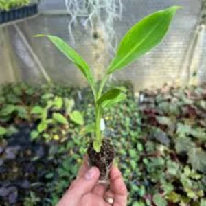 Double Mahoi Banana Plant - Edible Dwarf Cavendish Live Plant - Tropical Fruit Tree - Image 5