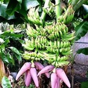 Double Mahoi Banana Plant - Edible Dwarf Cavendish Live Plant - Tropical Fruit Tree - Image 6